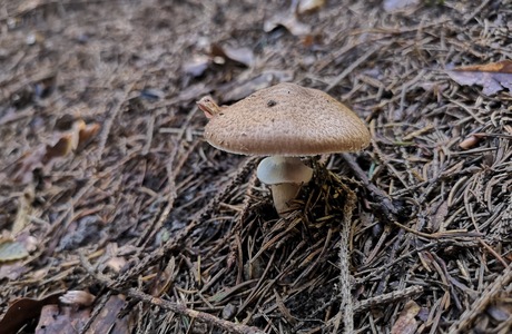Kleiner Waldchampignon (Agaricus sylvaticus) - © Bernard Wieser